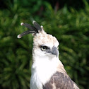 Crested Hawk Eagle