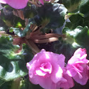 African violet