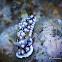 Geometric Nudibranch