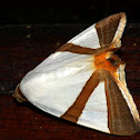 Noctuid Moth
