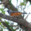 Black-faced Monarch