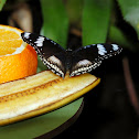 Common Eggfly