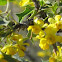 Kofa Mountain Barberry (Berberis harrisoniana