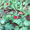 Wildstroberry