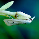 Snout Moth