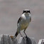 Loggerhead Shrike