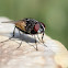 House fly
