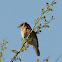 Eastern Bluebird