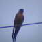Ceylon Swallow
