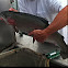 Rainbow trout
