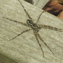Fishing spider