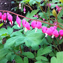 Bleeding heart