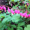 Bleeding heart