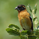 Black-headed Grosbeak