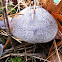 Violet Webcap
