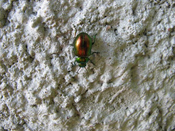 Spotting Image 1