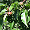 European Pear