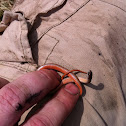 Northern Redbelly Snake