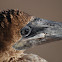 Brown Booby