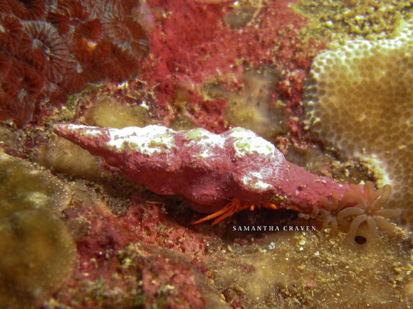 Spotting Image 1