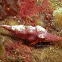 Hermit Crab