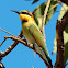 Rainbow Bee-eater