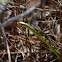Northern Rough Green Snake