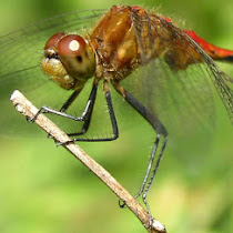 New England Arthropods