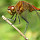New England Arthropods