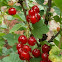 Ribes