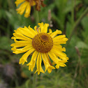 Deltoid Balsamroot