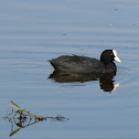 Coot