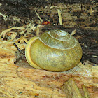 Snail