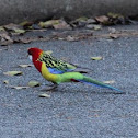 Eastern Rosella