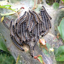 Eastern Tent Caterpillar