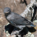 Tree Swallow
