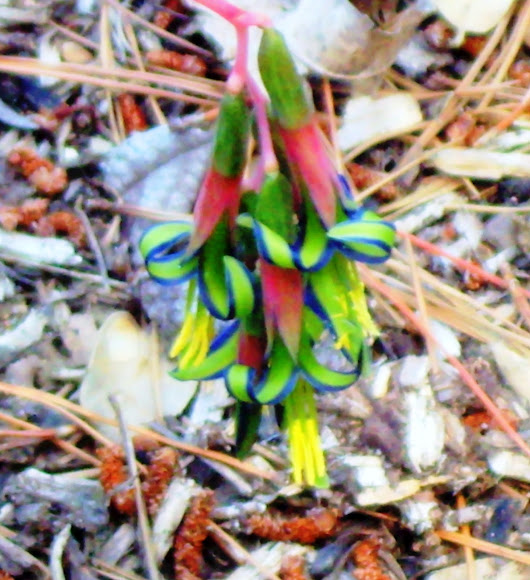 Spotting Image 1