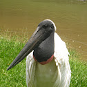 Tuiuiú