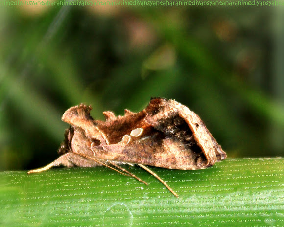 Spotting Image 1