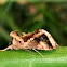 Moth