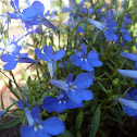 Lobelia