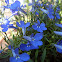 Lobelia