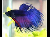 Venta De Peces Tortugas Hamsters Y Accesorios