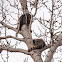 Raccoon