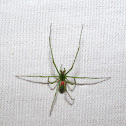 Green Longjawed Orbweaver