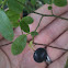 Huckleberry