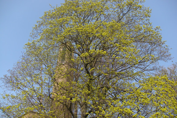 Spotting Image 1