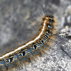 Eastern Tent Caterpillar