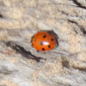 Convergent Lady Beetle