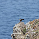 Peregrine Falcon